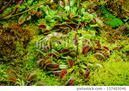 Tropical forest with carnivorous plants Tropical forest with carnivorous plants 137483046