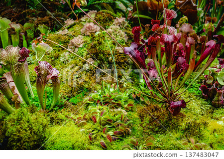 Tropical forest with carnivorous plants Tropical forest with carnivorous plants 137483047