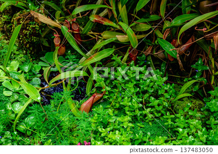 Tropical forest with carnivorous plants 137483050