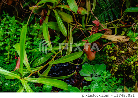 Tropical forest with carnivorous plants 137483051
