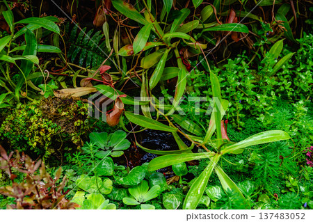 Tropical forest with carnivorous plants 137483052