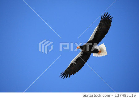 Steller的在藍天的海鷹飛行 137483119