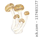 Hand-drawn illustration of shimeji mushrooms drawn with colored pencils 137483177