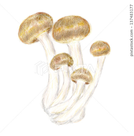 用色鉛筆手繪的姬菇插圖 用色鉛筆手繪的姬菇插圖 137483177