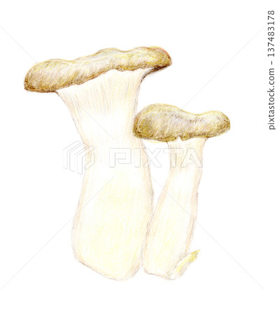 用色鉛筆手繪的 eringi 插圖 用色鉛筆手繪的 eringi 插圖 137483178