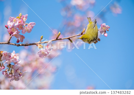 Kawazu cherry tree in full bloom and mezzo Kawazu cherry tree in full bloom and mezzo 137483282