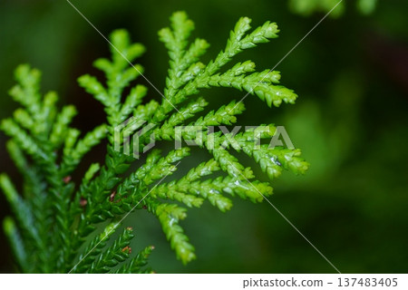 Wet Asunaro leaves 137483405