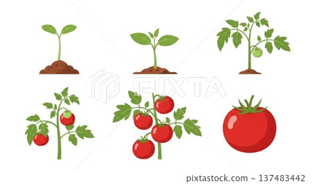Illustration of tomato plant growth stages from seedling to ripe tomato, showing plant development and harvest concept in a simple style Illustration of tomato plant growth stages from seedling to ripe tomato, showing plant development and harvest concept in a simple style 137483442