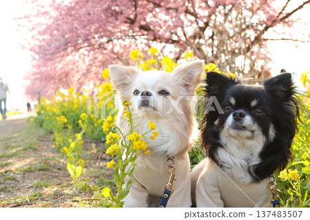 A great shot of two Chihuahuas surrounded by Kawazu cherry blossoms and rape blossoms 137483507