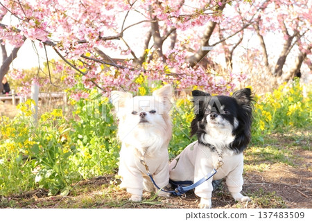 Two Chihuahuas sitting in front of a yellow rapeseed flower field and pink Kawazu cherry blossoms 137483509