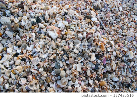 Seashell launched on the beach Seashell launched on the beach 137483516