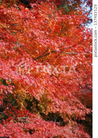 Bright red autumn leaves Bright red autumn leaves 137483529