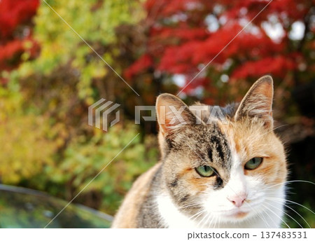 Autumn leaves and cats Autumn leaves and cats 137483531