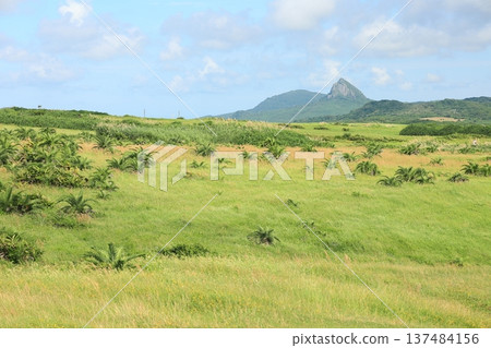 Longpan Park Grassland Dajianshi Mountain Taiwan Kenting 137484156