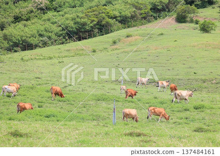 Cattle Livestock Kenting Ranch, Pingtung, Taiwan Cattle Livestock Kenting Ranch, Pingtung, Taiwan 137484161