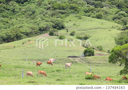 Cattle Livestock Kenting Ranch, Pingtung, Taiwan Cattle Livestock Kenting Ranch, Pingtung, Taiwan 137484163