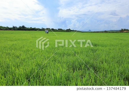 Kenting Puding Grassland and Dajianshi Mountain 137484179