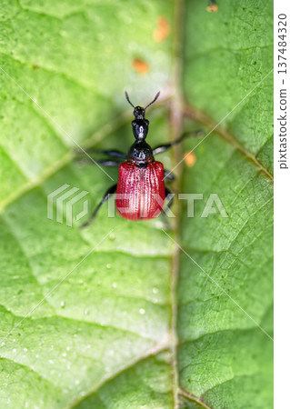 Macro shot of Hazel-leaf roller weevil (Apoderus coryli) on bright green leaf. Small beetle with vibrant red elytra and long black neck perched on textured leaf surface in its natural habitat. 137484320