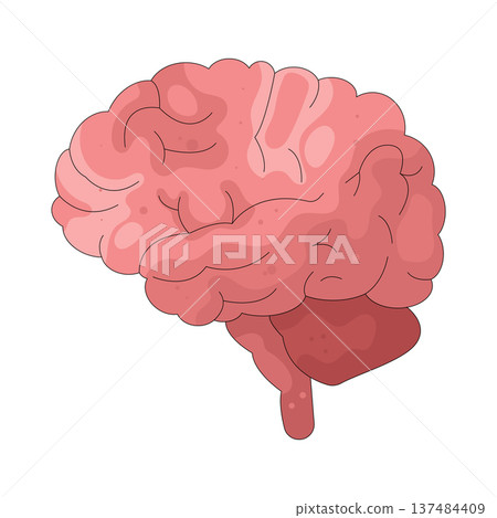 Illustration of human brain 137484409