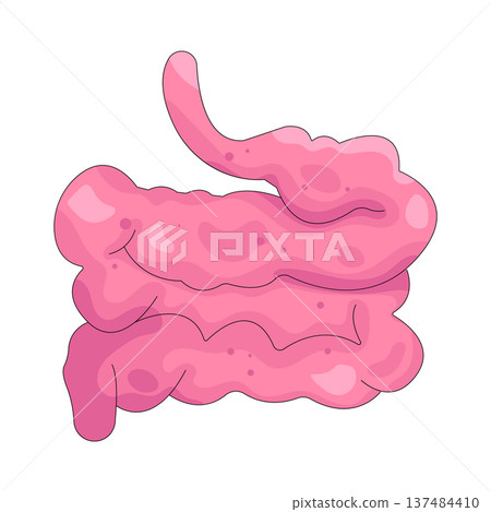 Illustration of human intestines  137484410