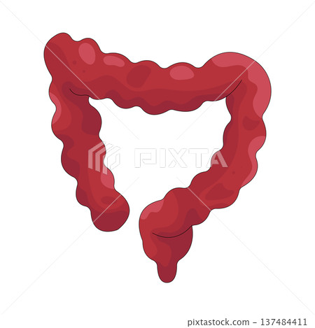 Illustration of human intestines Illustration of human intestines 137484411