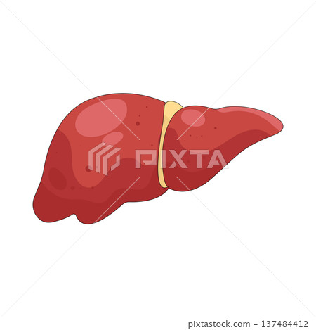 Illustration of human liver Illustration of human liver 137484412
