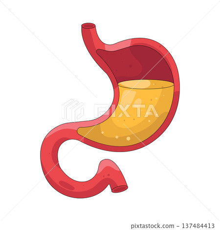 Illustration of human stomach 137484413