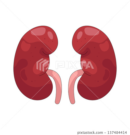 Illustration of human kidney  137484414