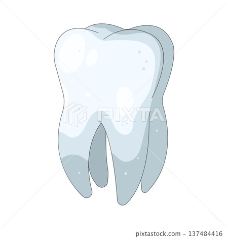 Illustration of human tooth Illustration of human tooth 137484416