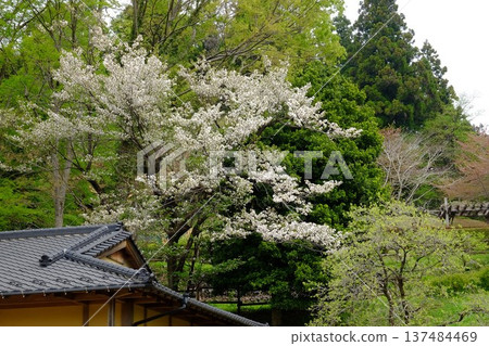 野櫻花含苞待放時 [相模原市築井，四月] 137484469