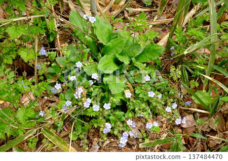 Yamarurisou花[相模原市築井市，4月] 137484470