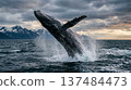 A wild humpback whale performs a dynamic breaching jump in the Pacific Ocean. 137484473