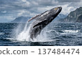 A wild humpback whale performs a dynamic breaching jump in the Pacific Ocean. 137484474