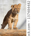 Lion cub riding a log 137484482