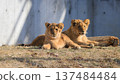 Sitting lion cub brother and sister 137484484