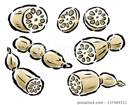 Lotus root cut, sliced, strung together, etc. Hand-drawn brush-touch illustrations Lotus root cut, sliced, strung together, etc. Hand-drawn brush-touch illustrations 137484511