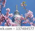 以天空樹為背景的櫻花 137484577