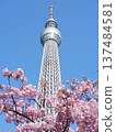 櫻花盛開，背景是晴空塔。 137484581