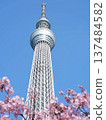 櫻花盛開，背景是晴空塔。 137484582