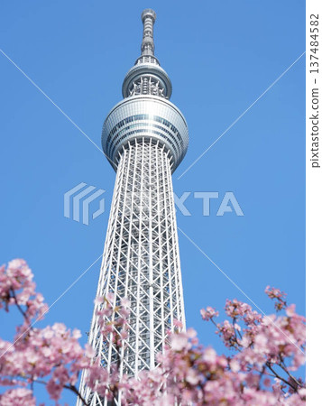 櫻花盛開，背景是晴空塔。 137484582