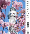 以東京晴空塔為背景的河津櫻花 137484583