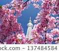 以東京晴空塔為背景的河津櫻花 137484584