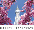 以東京晴空塔為背景的河津櫻花 137484585