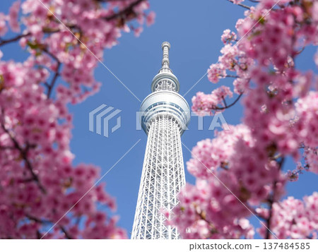 Kawazu cherry blossoms against the background of Tokyo Skytree Kawazu cherry blossoms against the background of Tokyo Skytree 137484585