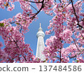 以東京晴空塔為背景的河津櫻花 137484586