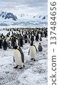 A flock of emperor penguins marching leisurely across the Antarctic ice field. 137484656