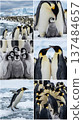 A group of emperor penguin chicks huddled together to endure the cold. 137484657