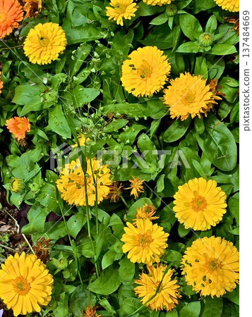 公園花壇裡盛開的黃色金盞花 公園花壇裡盛開的黃色金盞花 137484669
