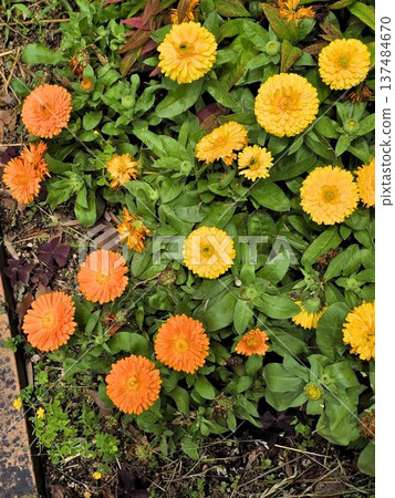 公園花壇裡盛開著黃橙色的金盞花。 公園花壇裡盛開著黃橙色的金盞花。 137484670