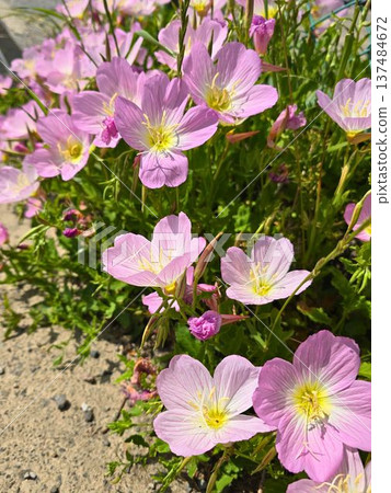 路邊盛開的山毛櫸茉莉 137484672